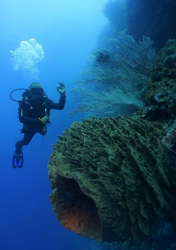 Exterior - Capa Maumere (Maumere)