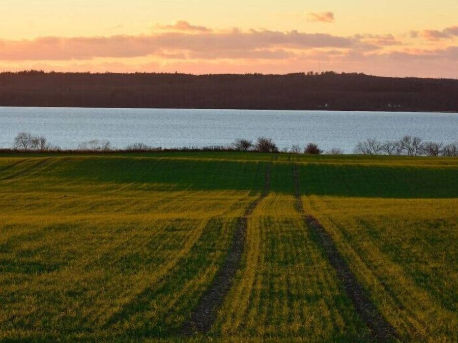 Un campo con un cuerpo de agua al fondo.