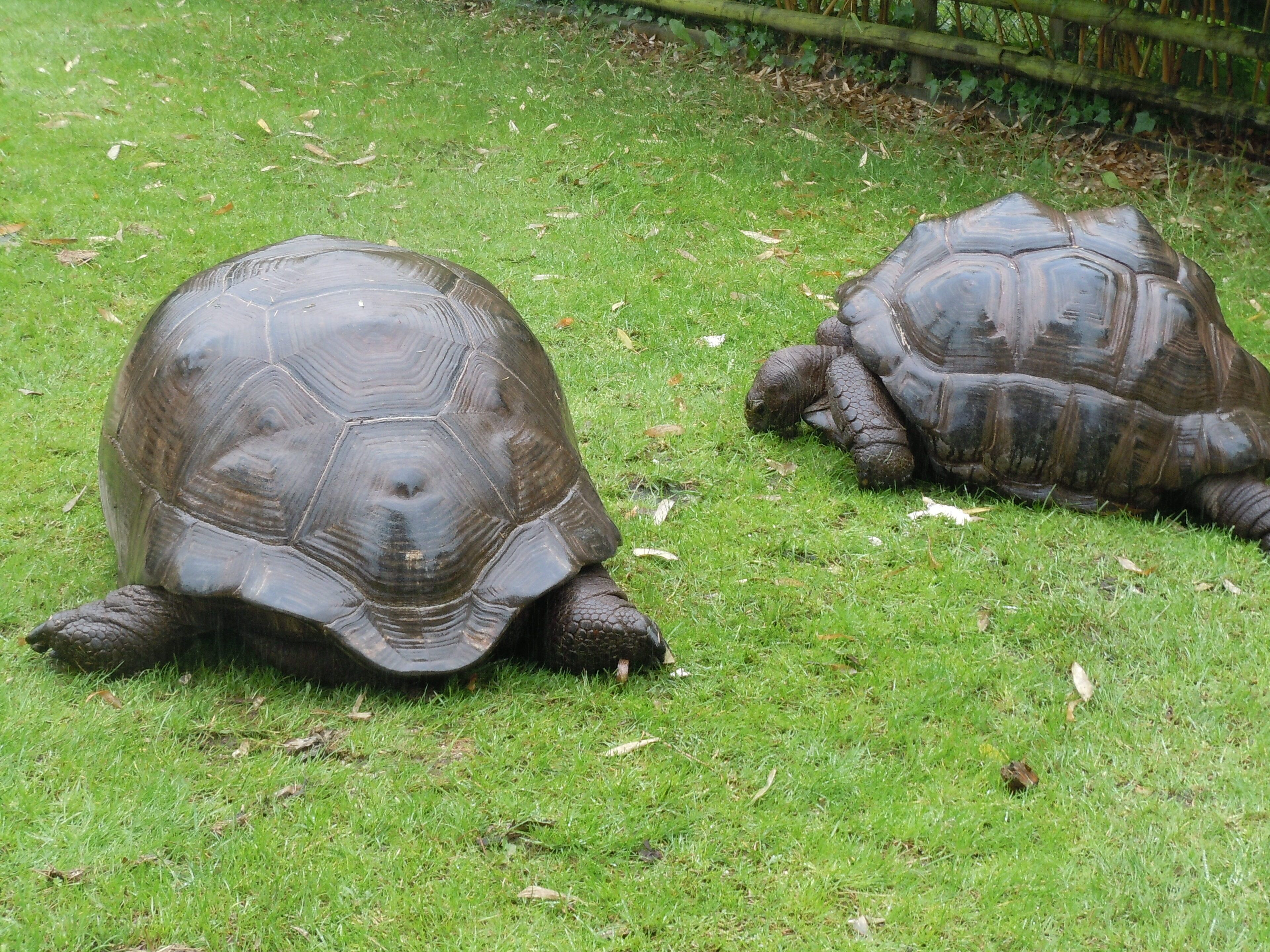 Two tortoises on a grassy area.