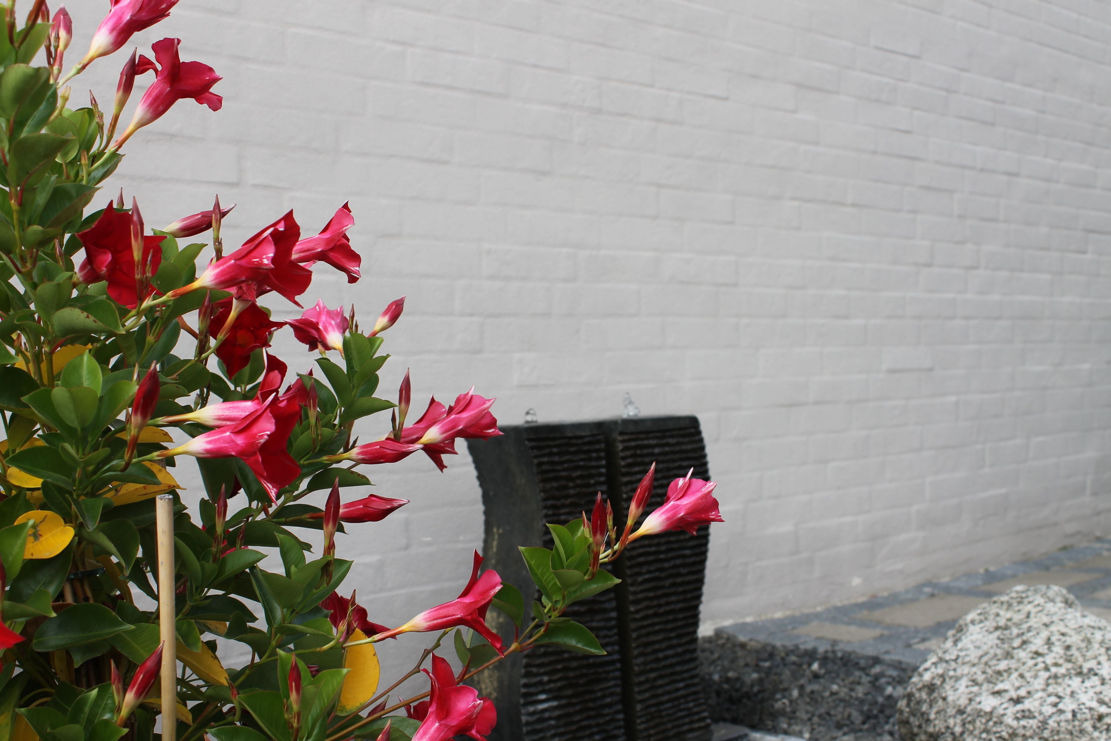 A plant with pink flowers in front of a white brick wall.