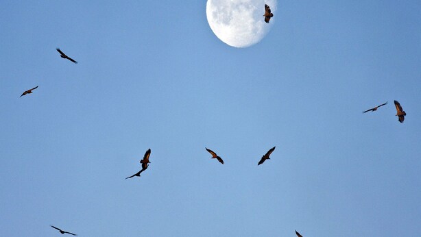 A full moon in a clear blue sky with several birds flying around it. - Casa Babel Monfragüe (Torrejon El Rubio)