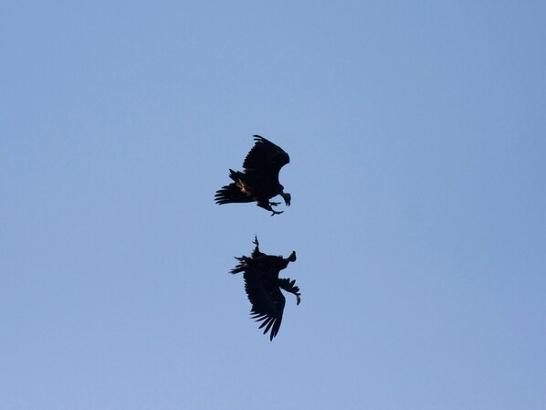 Two birds flying against a clear sky. - Casa Babel Monfragüe (Torrejon El Rubio)