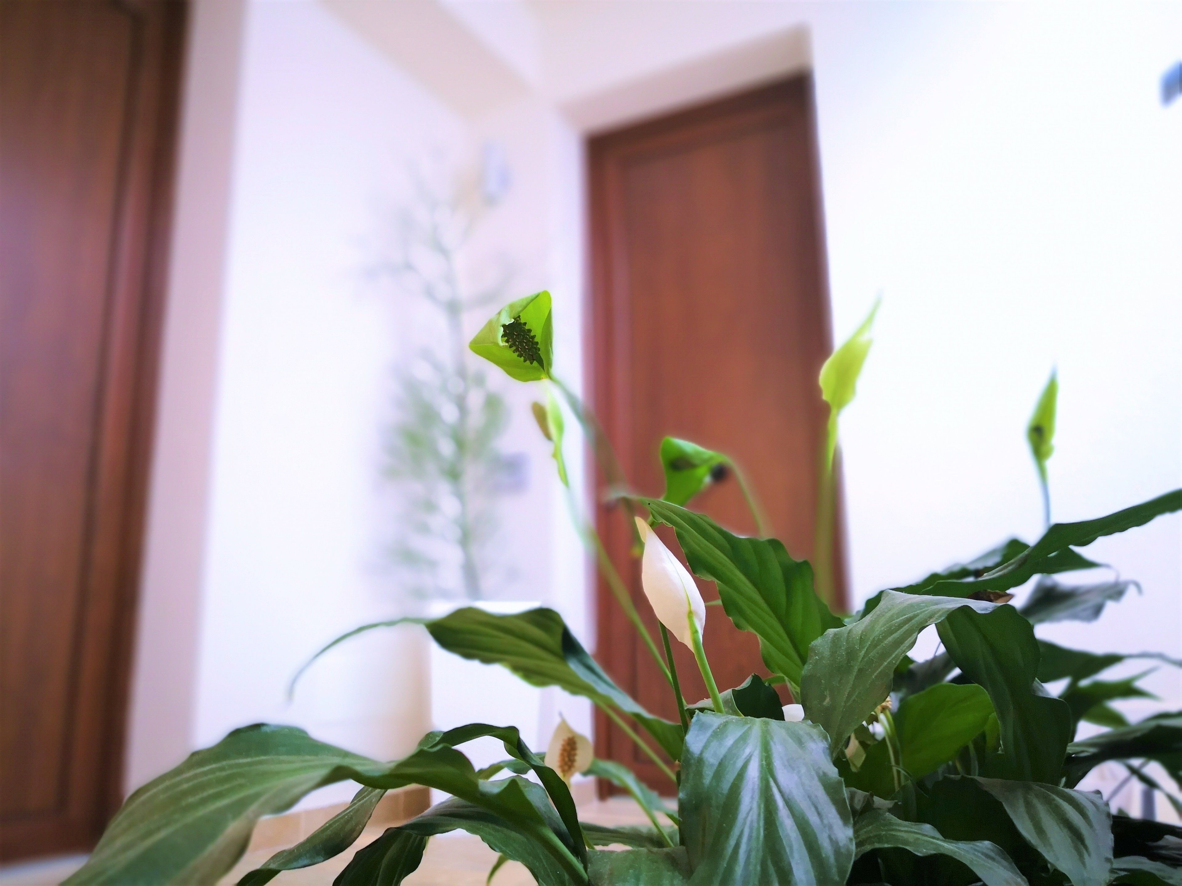 A potted plant with broad leaves and a single green flower in a room with wooden doors and a white wall.
