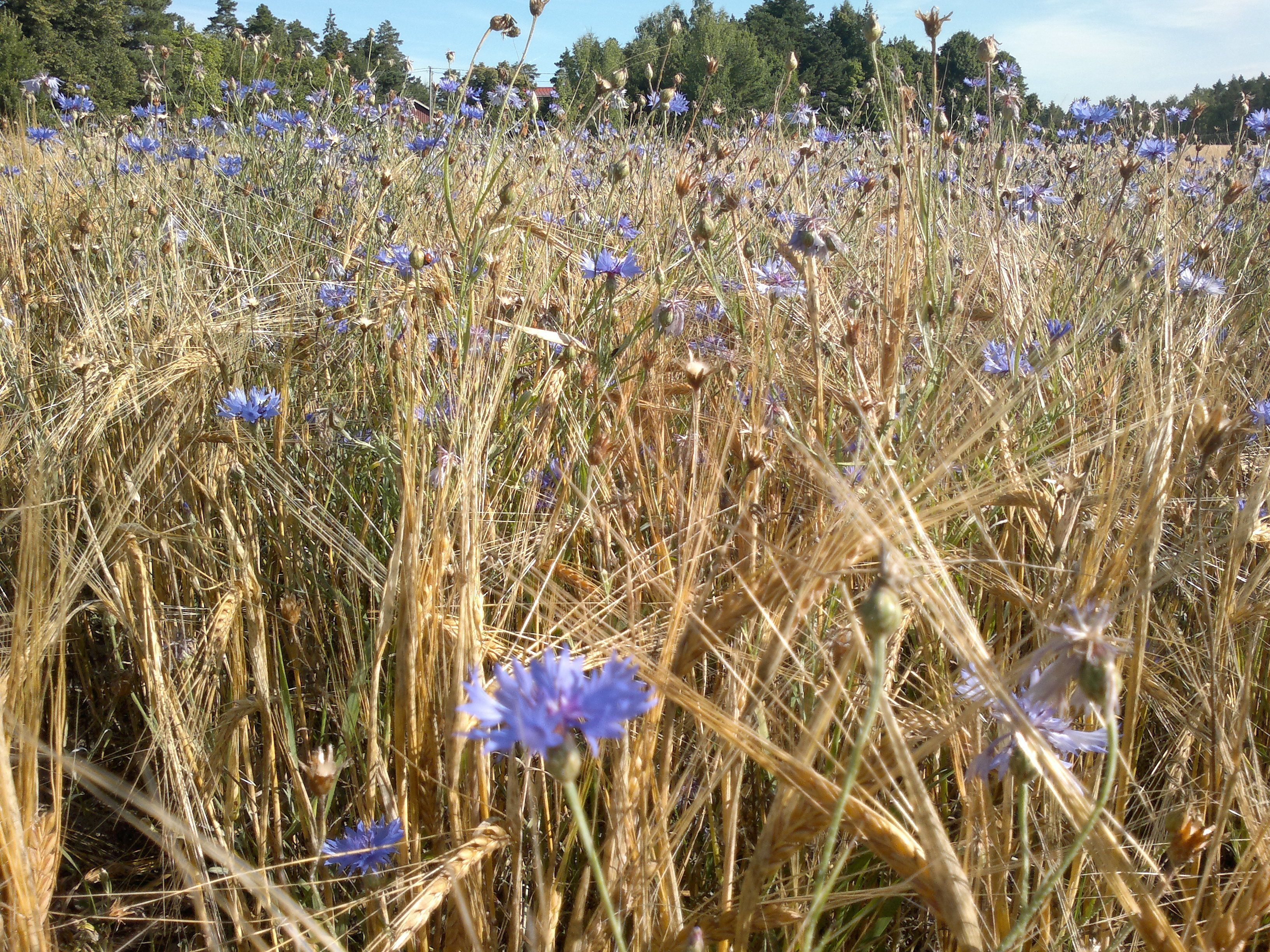 A field of blue flowers amidst tall, golden wheat stalks.