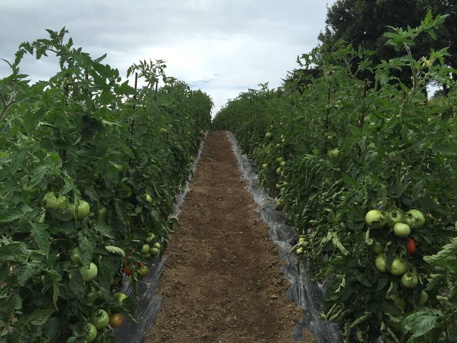 A row of tomato plants with green tomatoes and a clear path between them.