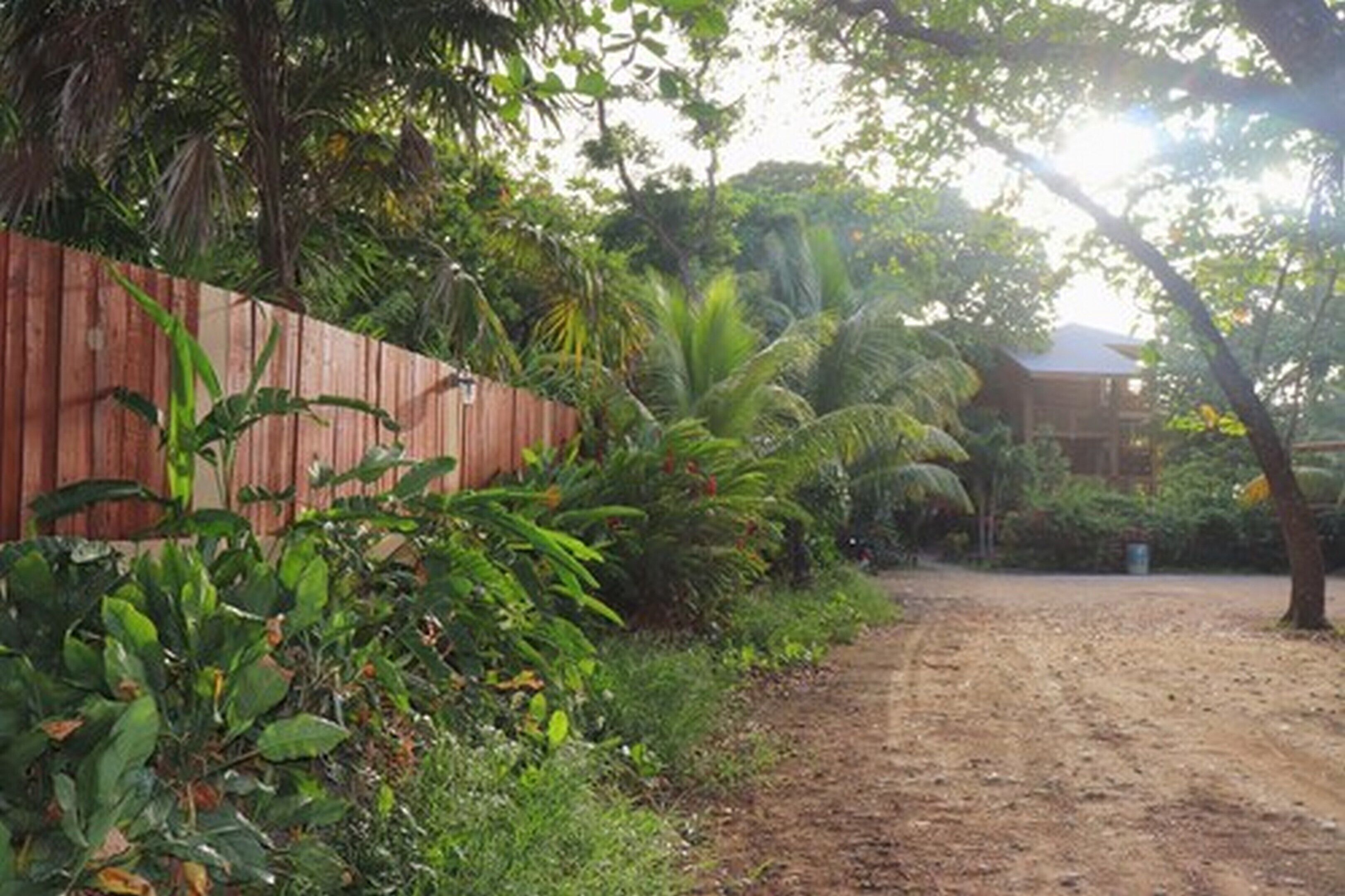 Un camí de terra que condueix a una construcció de fusta envoltada per vegetació tropical densa.