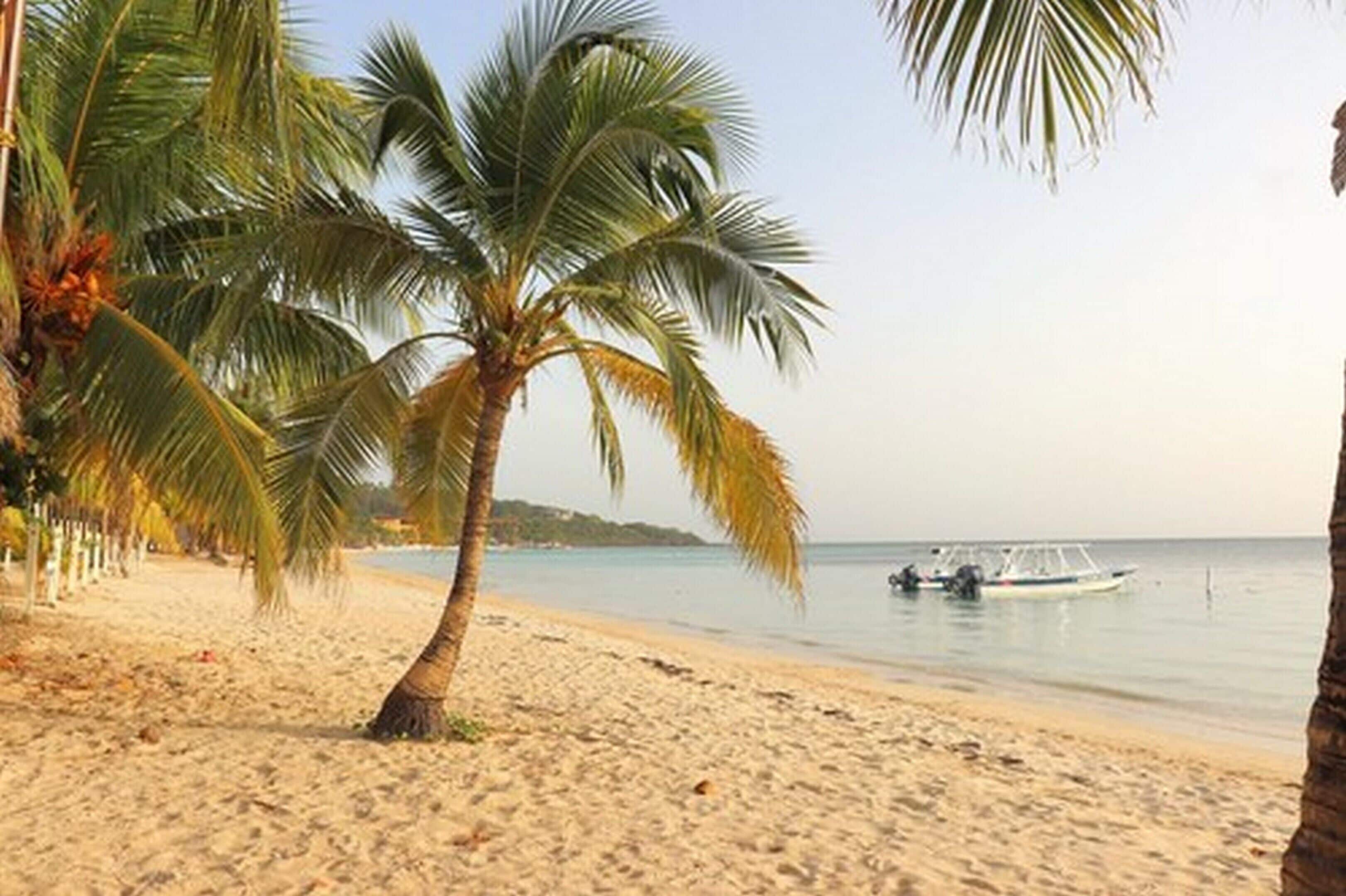 A beach with a palm tree, sandy shore, and a boat in the water.