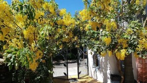 Un patio con árboles de flores amarillas, una entrada con portón y un edificio blanco.