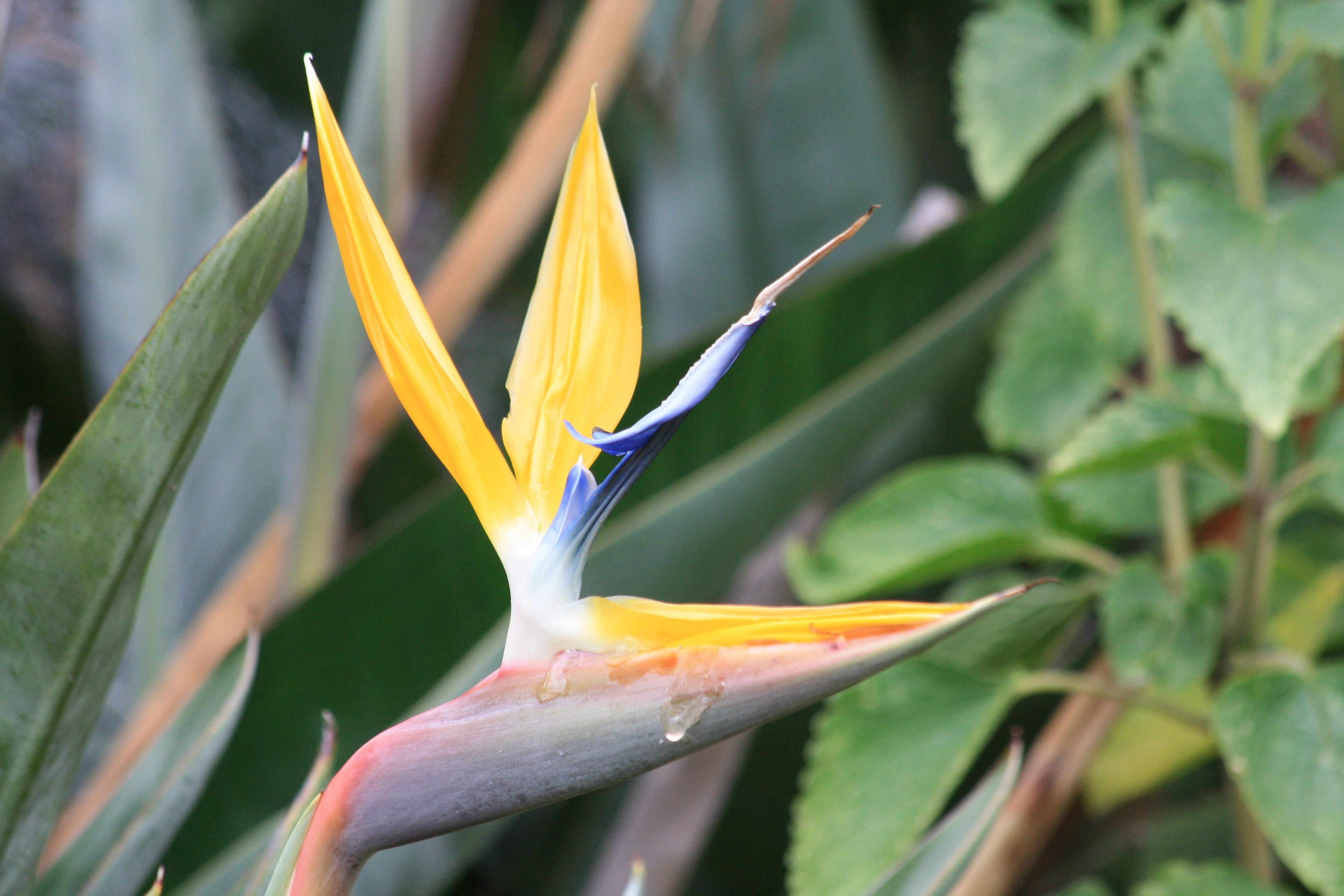 A bird of paradise flower with a prominent yellow and blue color scheme, surrounded by green foliage.