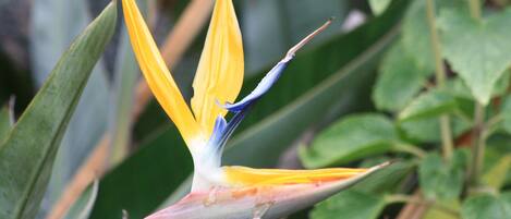 A bird of paradise flower with a prominent yellow and blue color scheme, surrounded by green foliage.