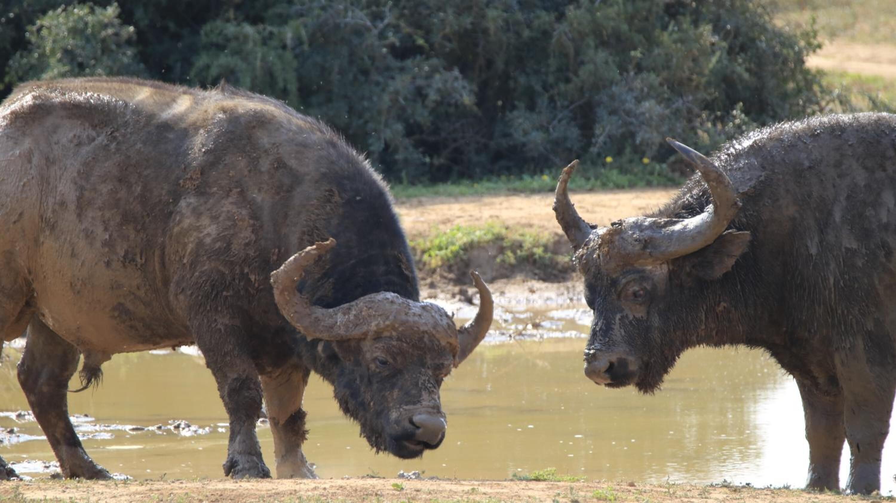 Twee buffels staan in een modderig gebied met water in de buurt.