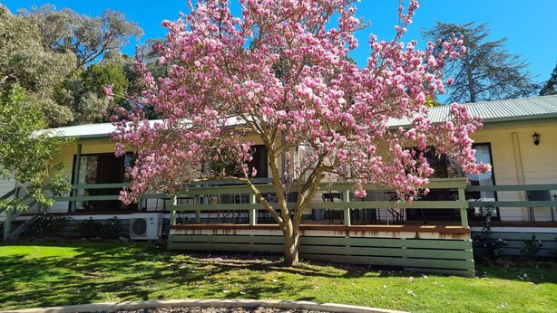 Un edificio con un porche verde y un árbol con flores rosadas.