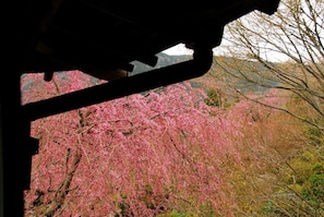 A view through a window with a metal frame, displaying a landscape with pink flowering trees and a mountainous background.