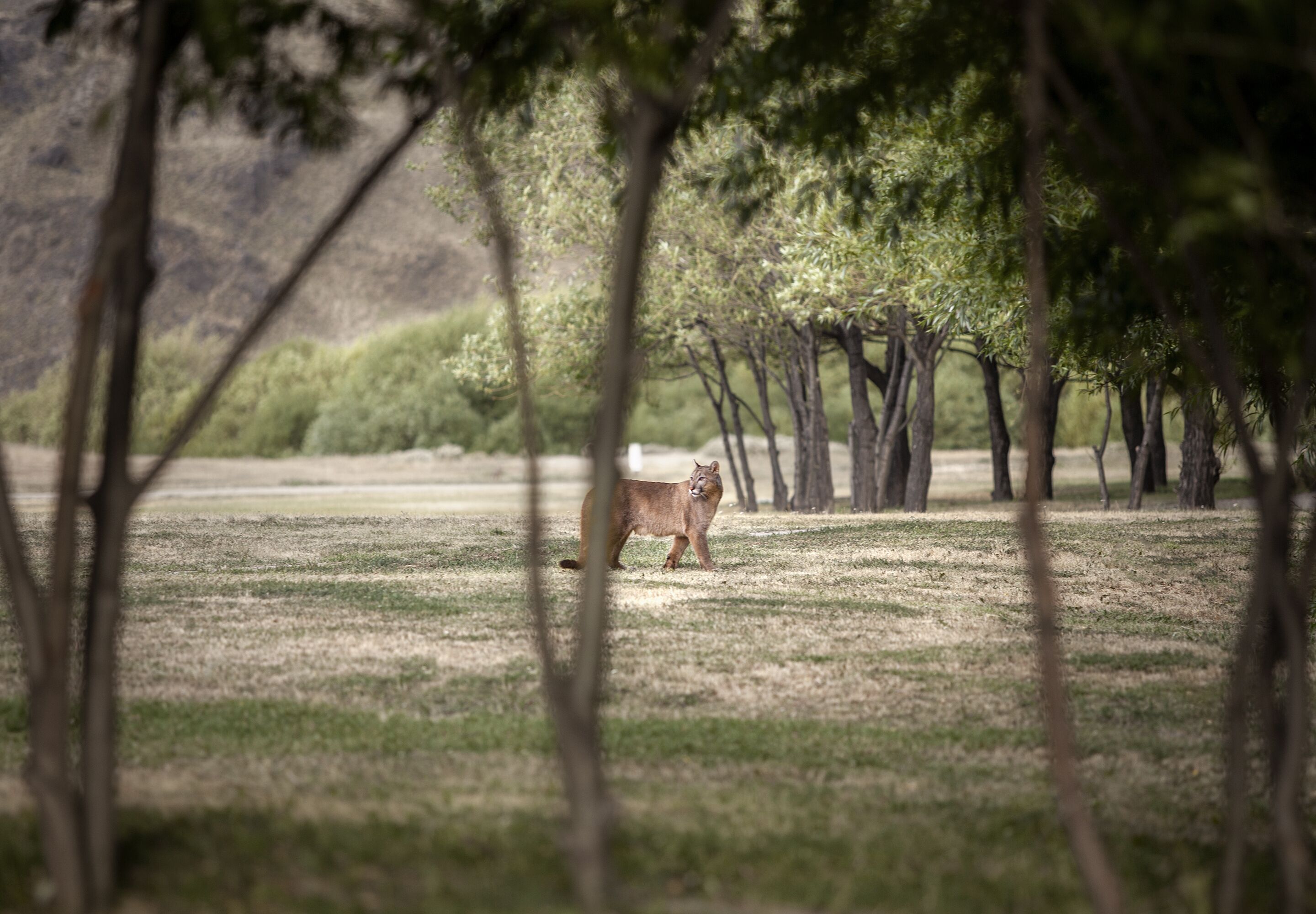 Un paysage naturel avec un animal solitaire au centre, entouré d’arbres et d’un champ herbeux.