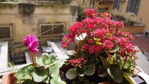 Una planta en test amb flors roses i fulles verdes a un balcó.