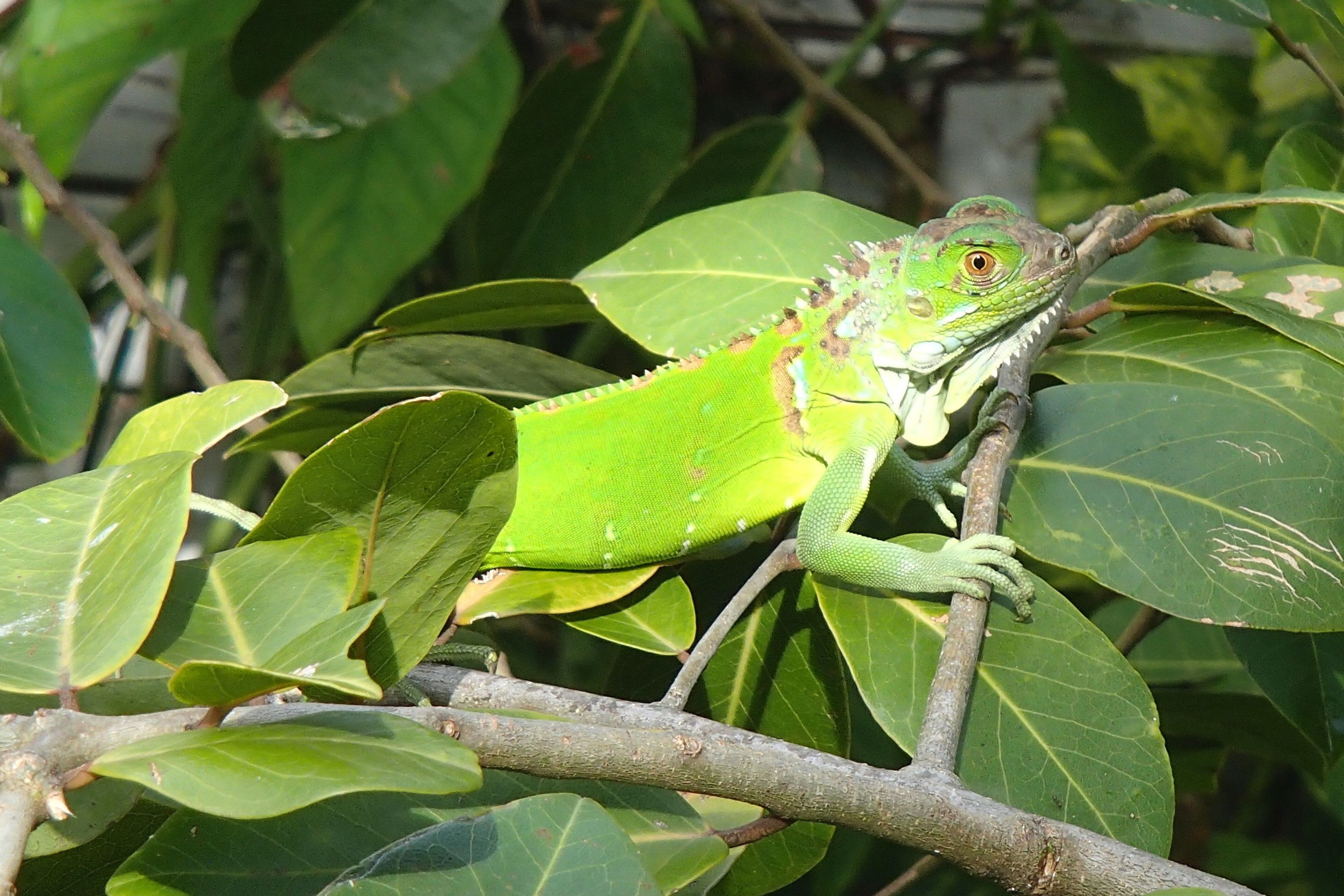 A green lizard on a branch surrounded by green leaves.