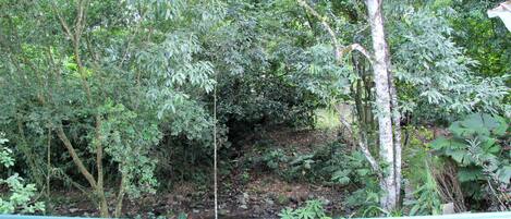 A lush, green forested area with a dirt path and a metal railing.