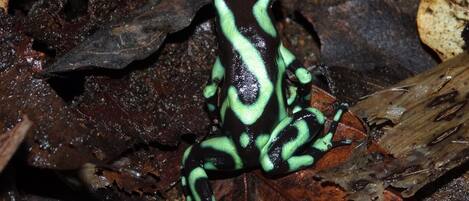 A frog with black and green markings on a dark, leafy background.