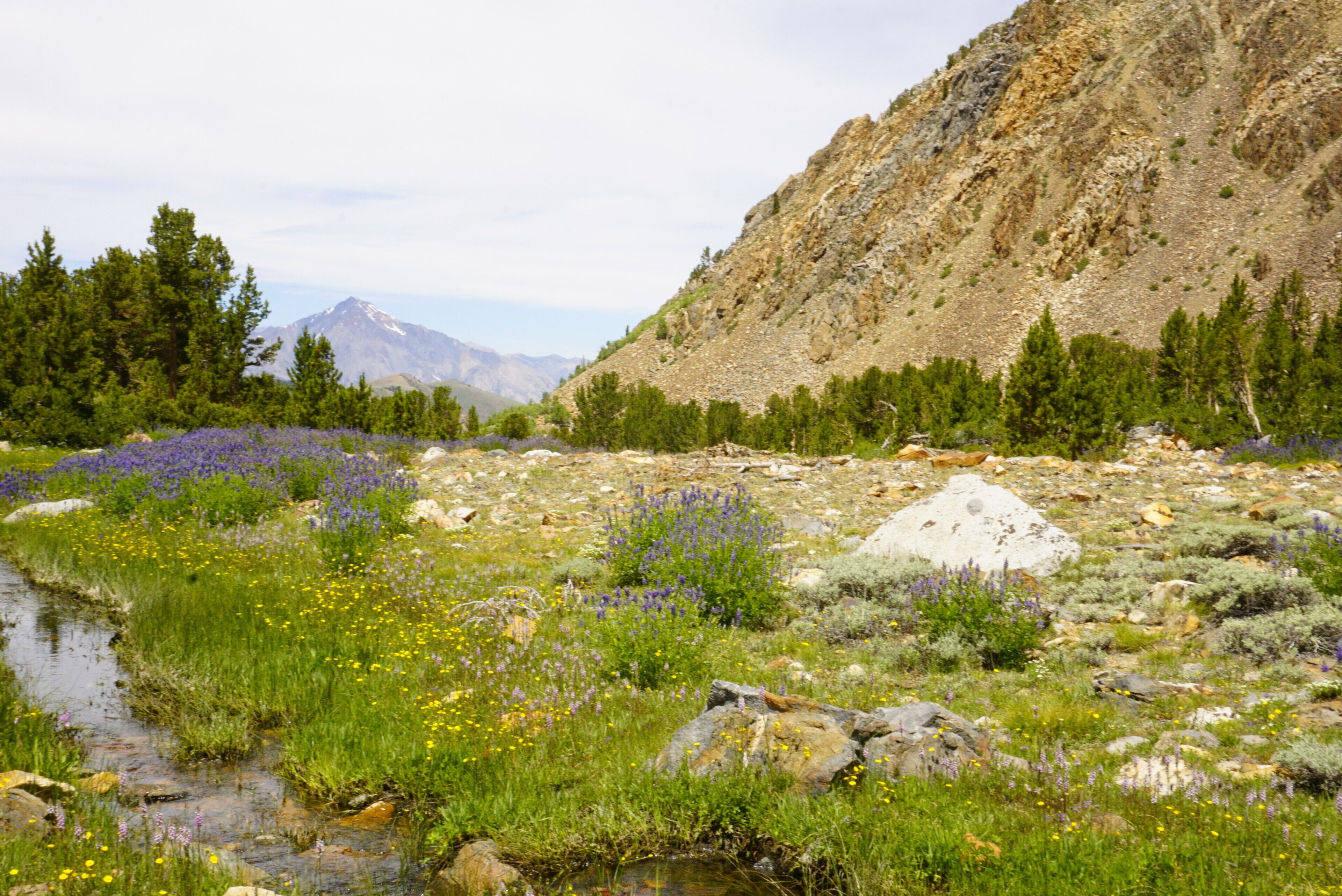 A natural landscape with a stream, various wildflowers, and a mountainous backdrop.