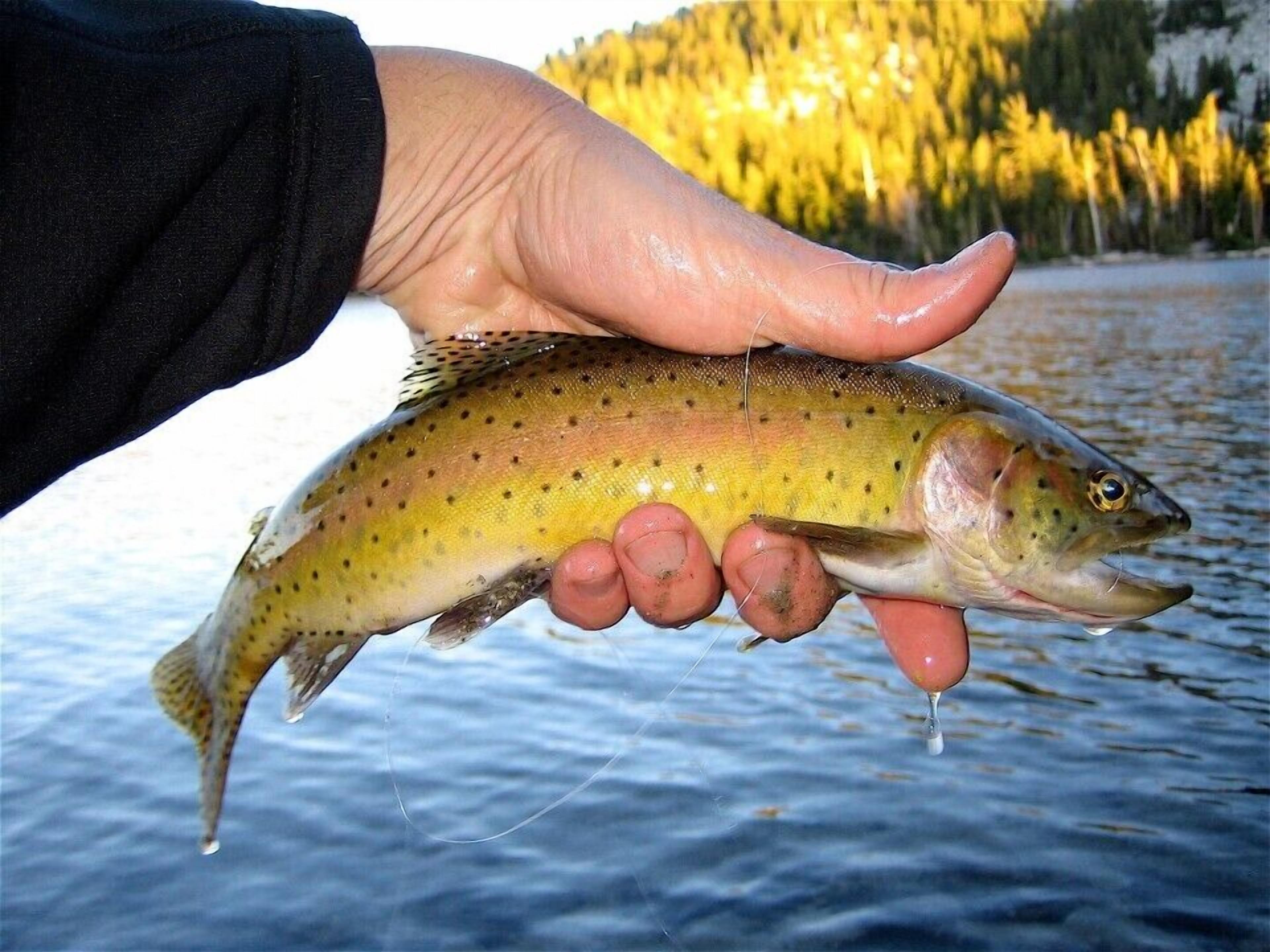 A person holding a fish with a clear view of a lake and forest in the background.