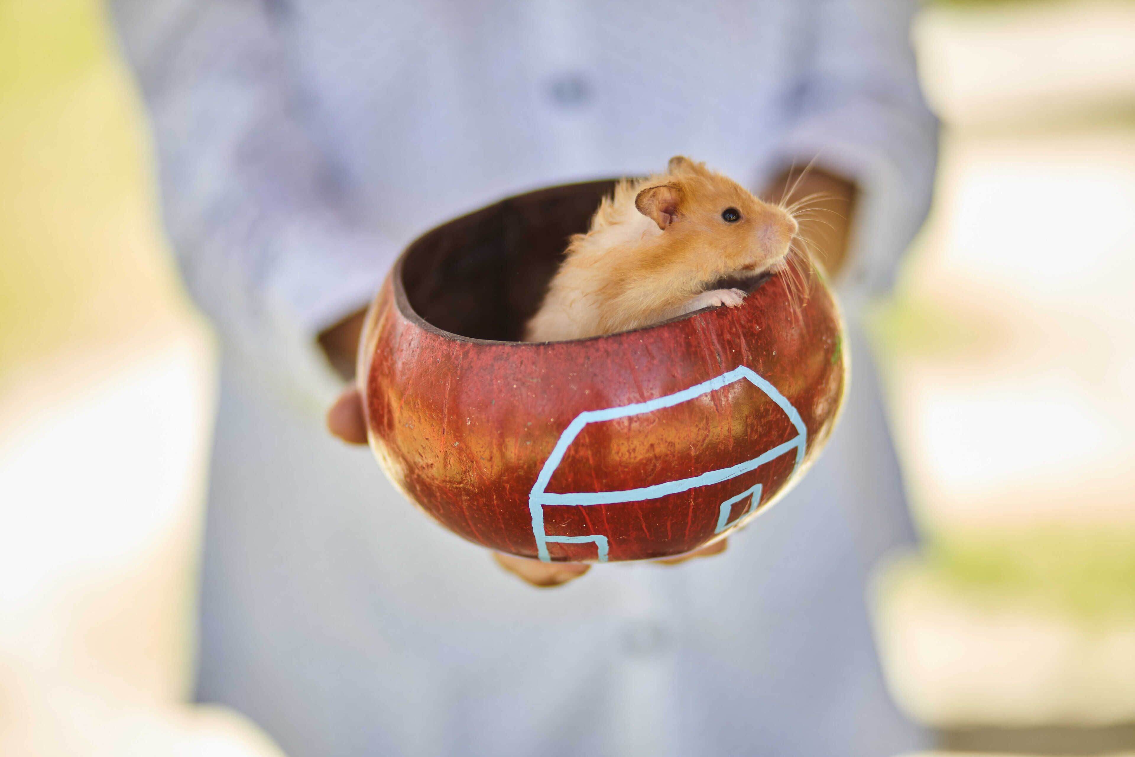 A person holding a wooden bowl with a painted design, containing a hamster.