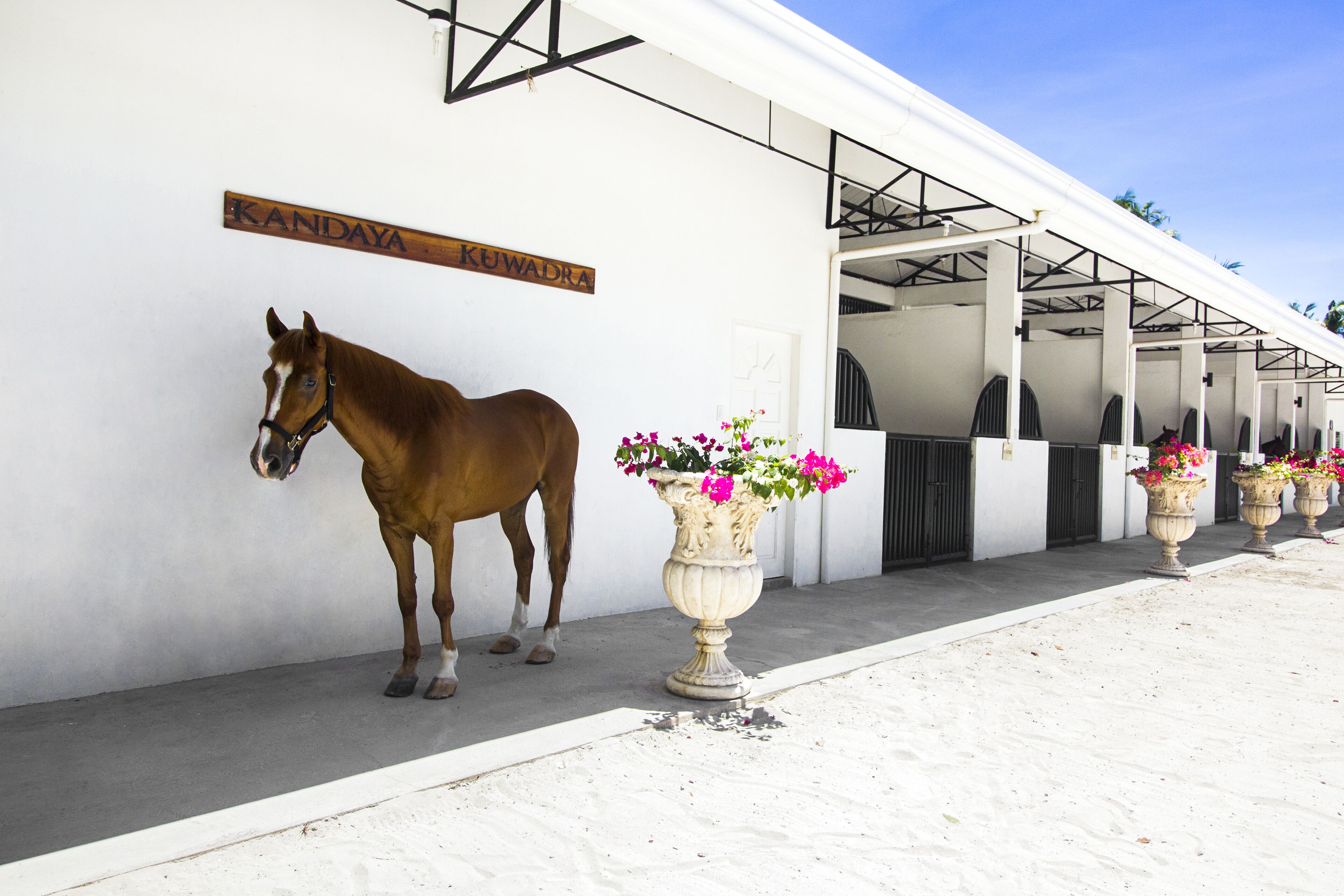 A horse standing next to a wall with a sign that reads "Kuwadra".