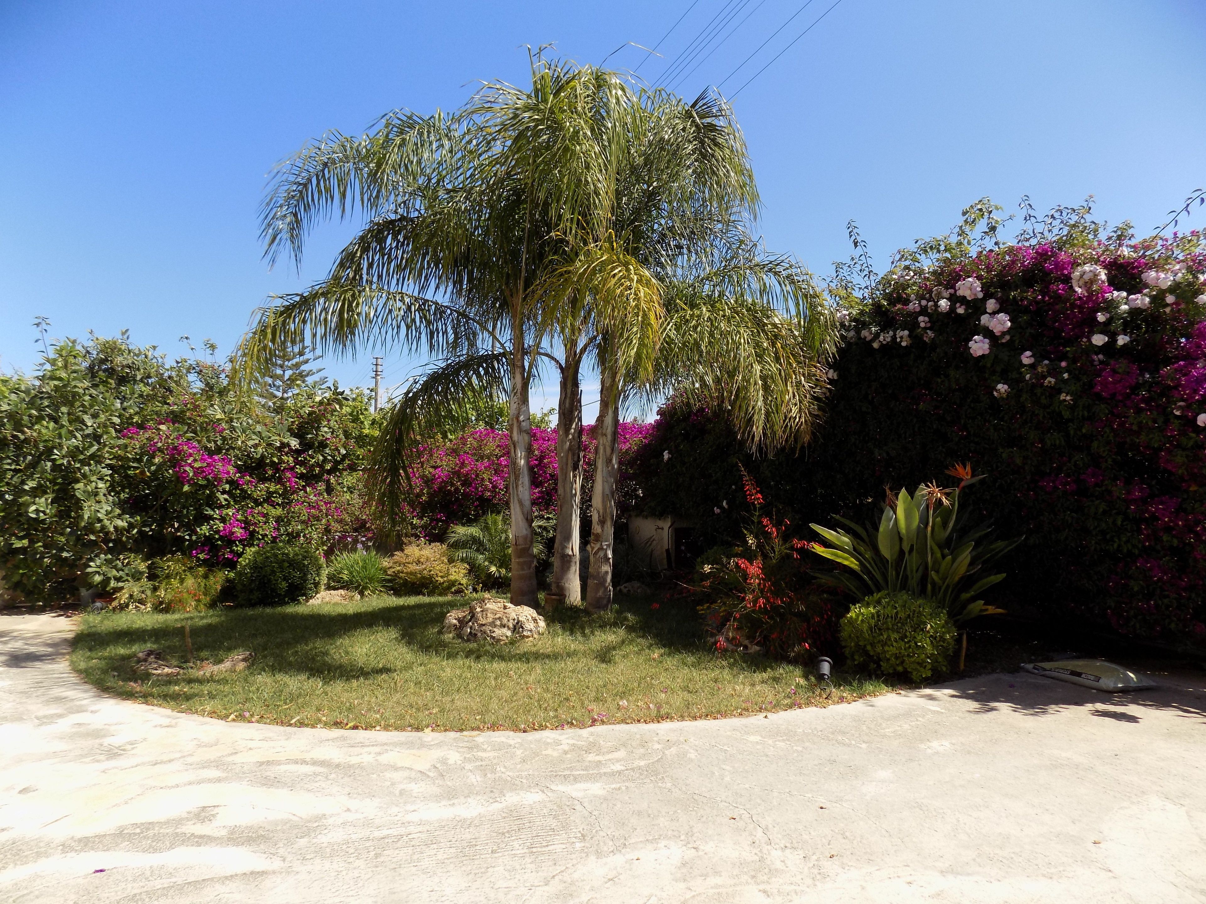 A garden with palm trees, flowering plants, and a concrete path.