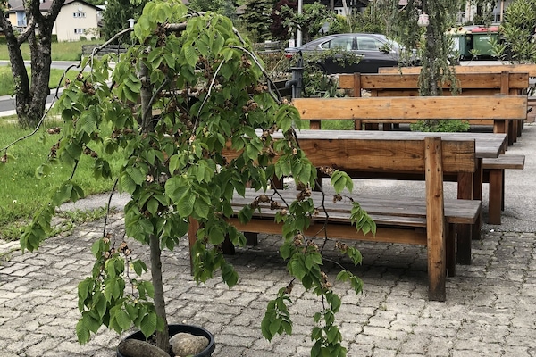 Jardín