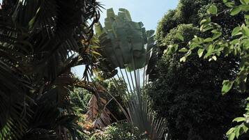 Taman