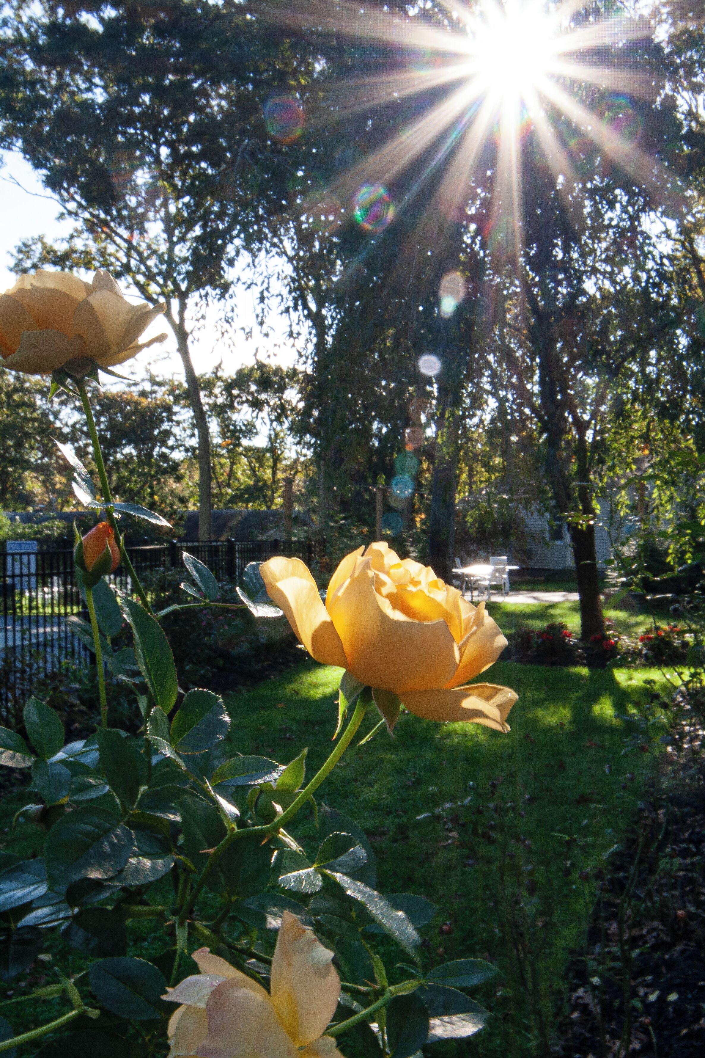 A garden with a yellow rose in full bloom, surrounded by green foliage and a fence.