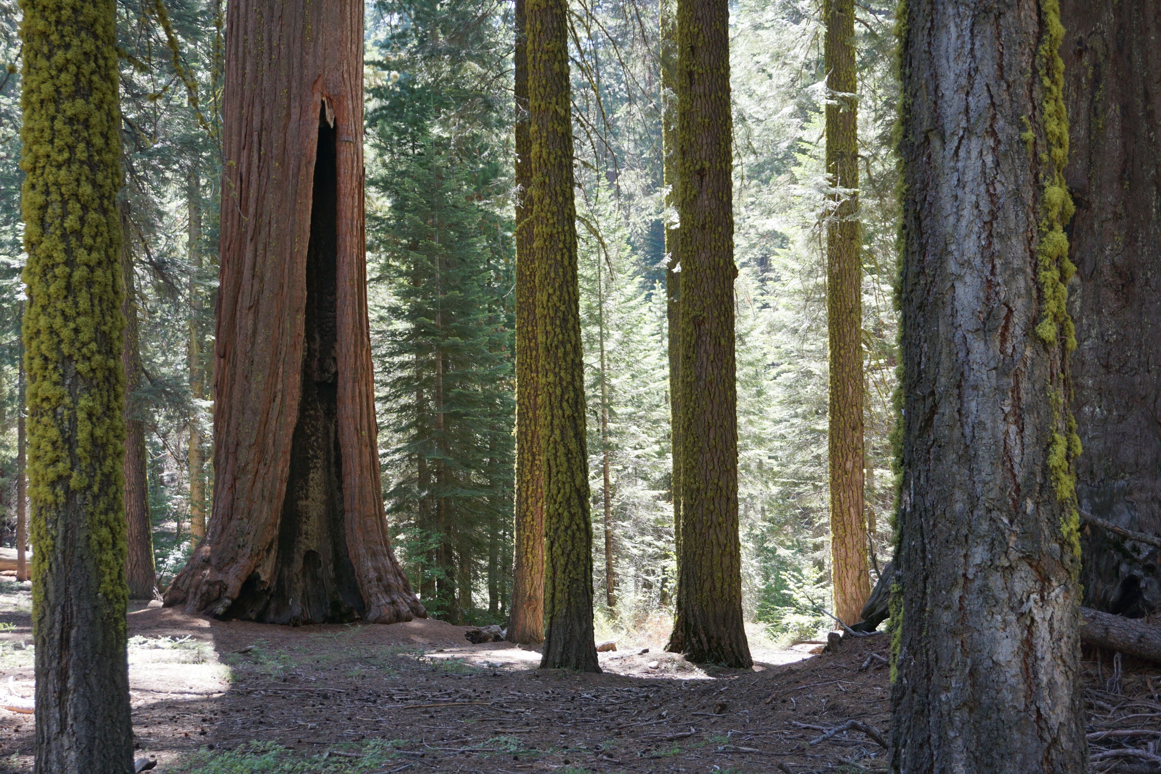 Un bosque con árboles altos y un sendero de tierra.