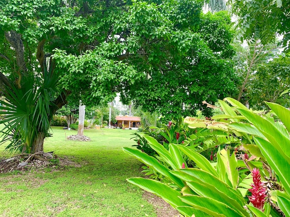 Un exuberante jardín con diversas plantas tropicales y un edificio pequeño al fondo.