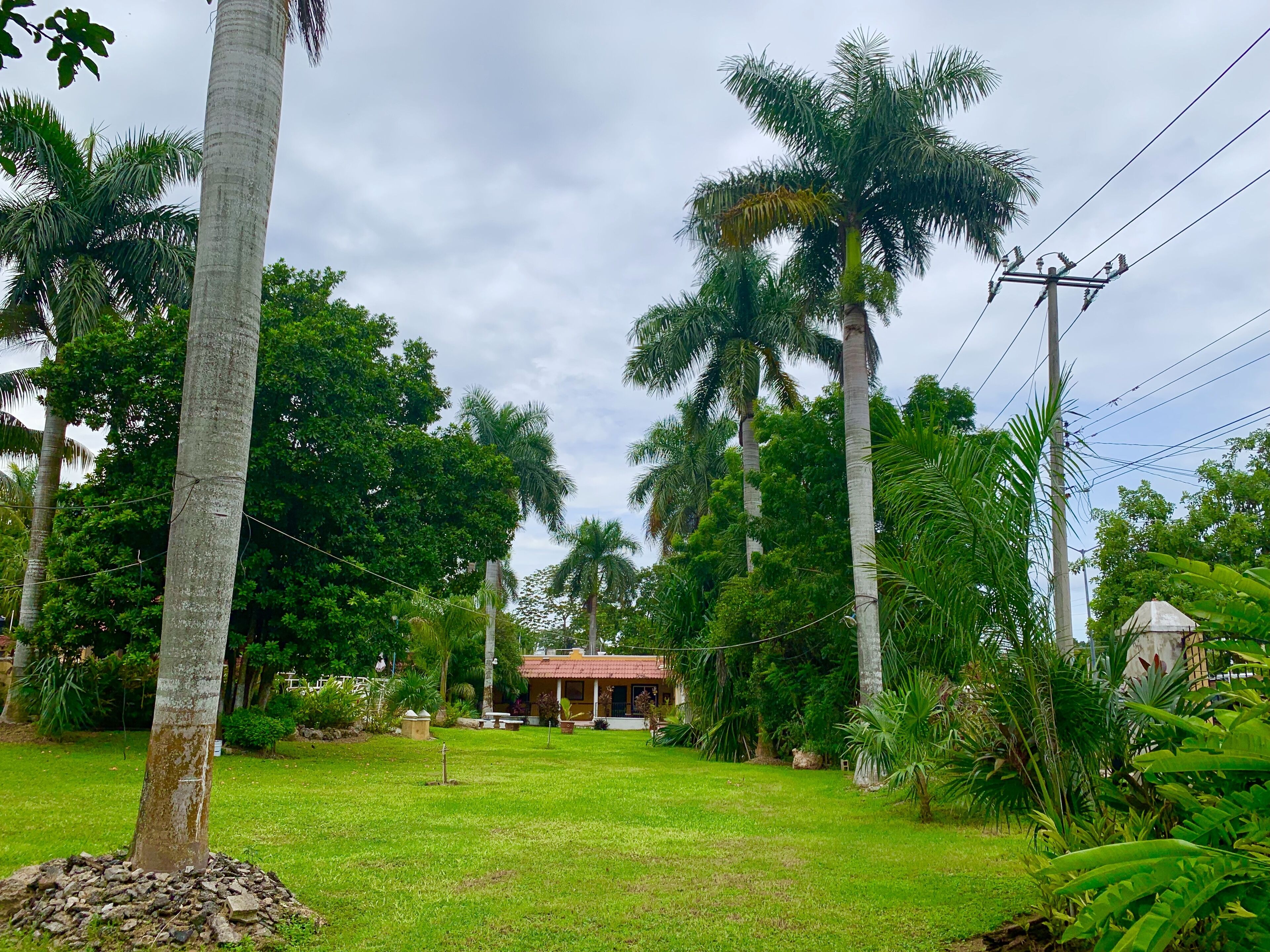Un jardin luxuriant, avec de grands palmiers et une petite maison au toit rouge.