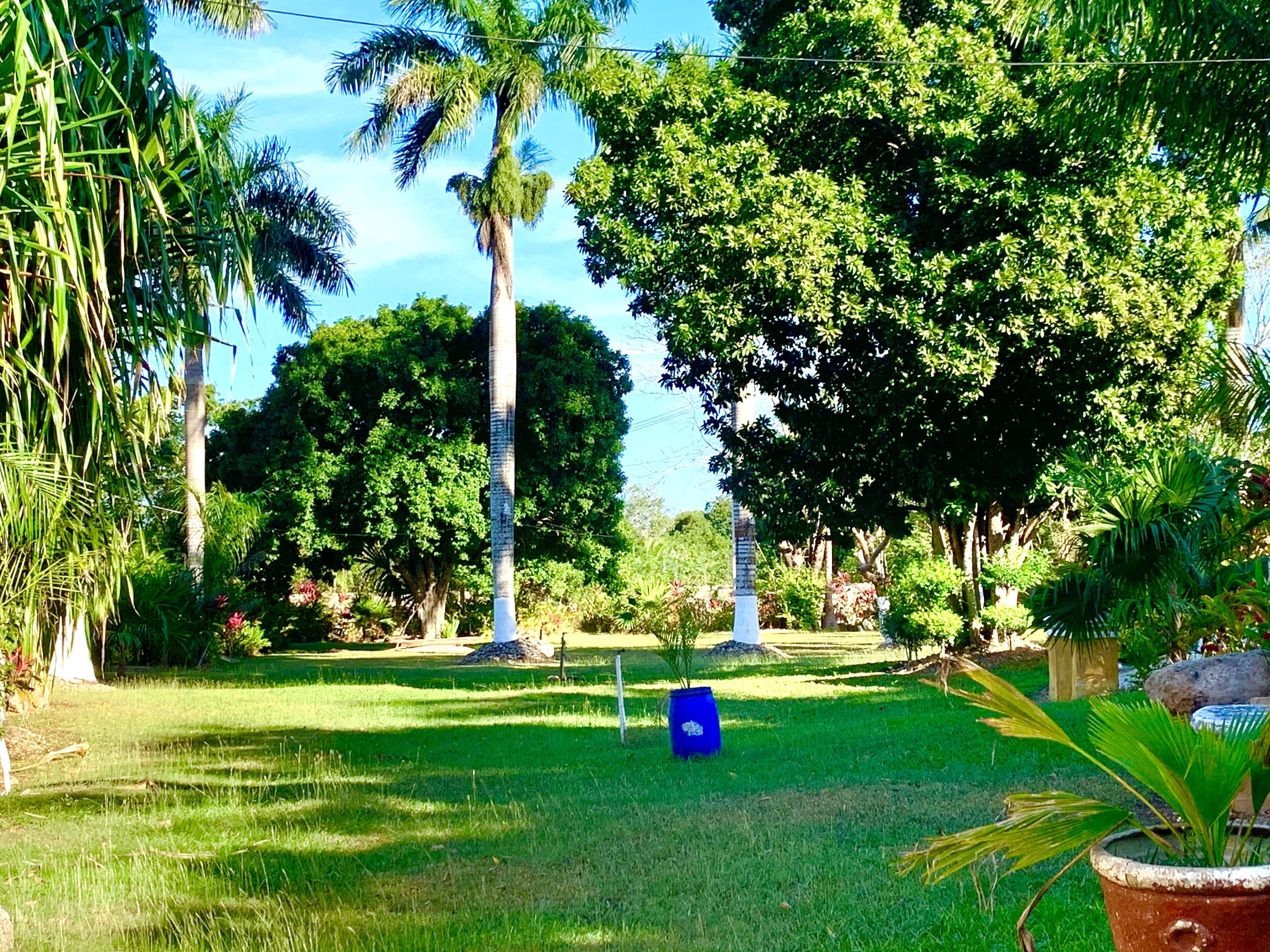 A lush garden with various trees, a blue pot, and a stone structure.
