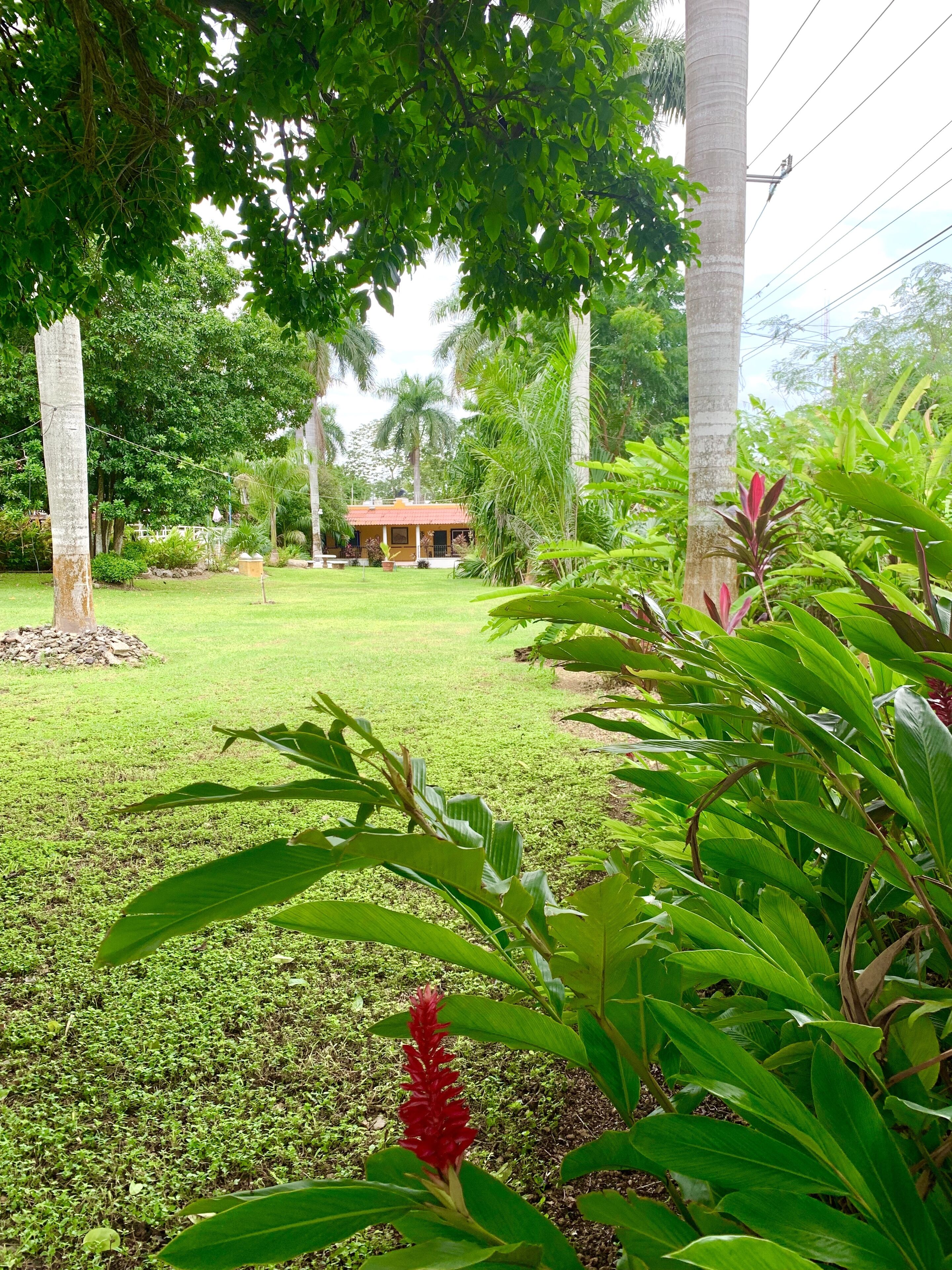 Un jardin luxuriant, avec une grande variété de plantes tropicales, et un petit bâtiment en arrière-plan.