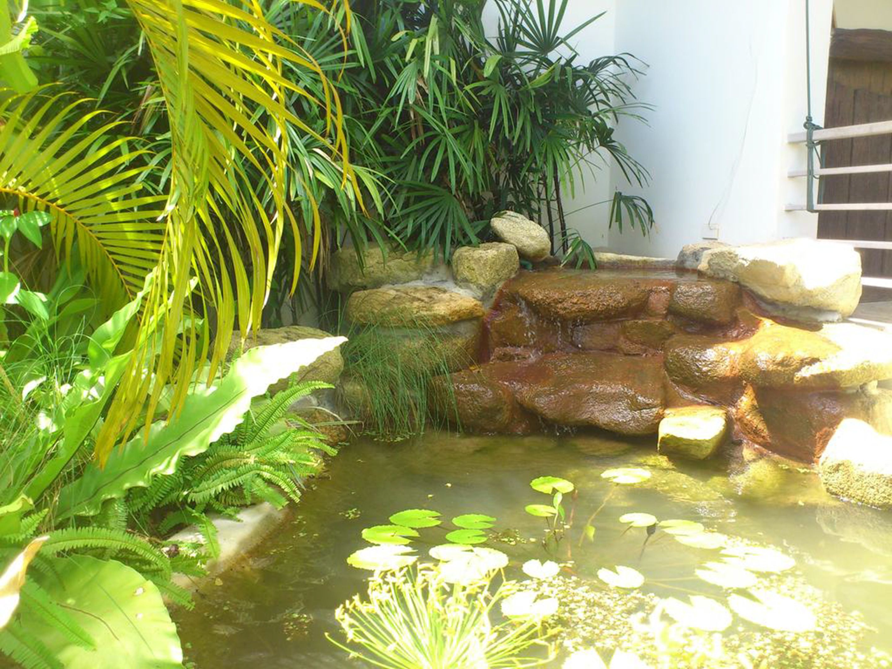 A small pond with rocks and aquatic plants.