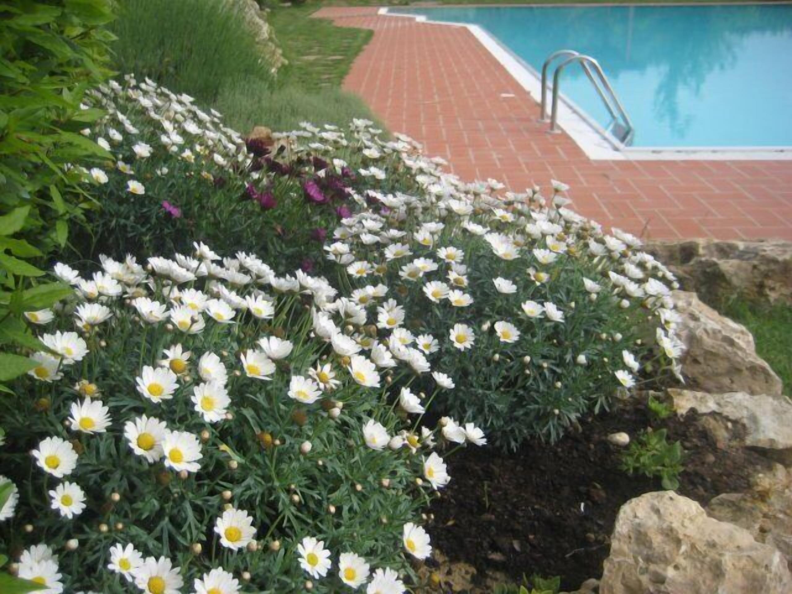 Un jardín con flores blancas y un sendero de ladrillo que lleva a una piscina.