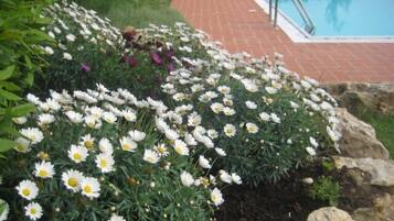 A garden with white flowers and a brick pathway leading to a pool.