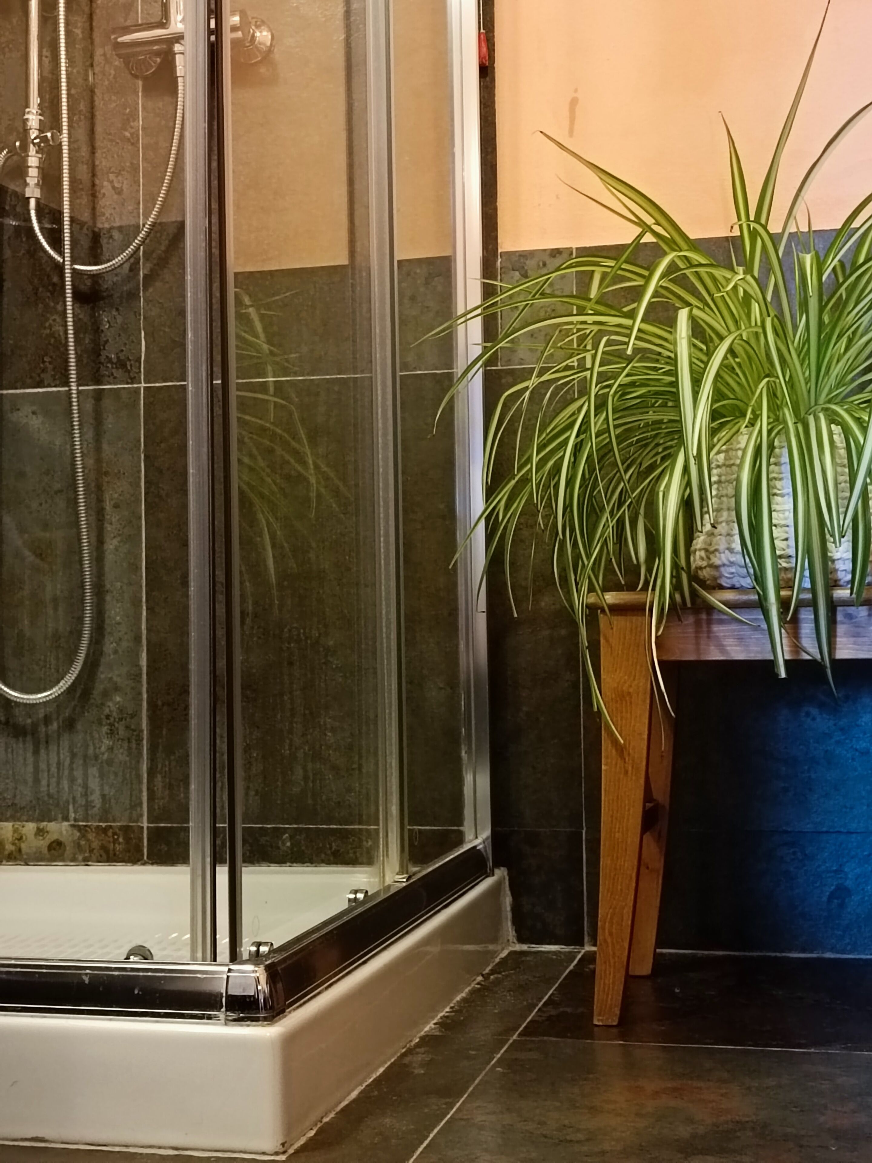 Divisória de chuveiro com porta de vidro, chuveiro e mangueira. Há uma planta em vaso com folhas longas e finas à direita do chuveiro.