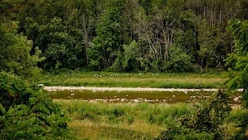 A natural landscape with a river, dense forest, and grassy areas.