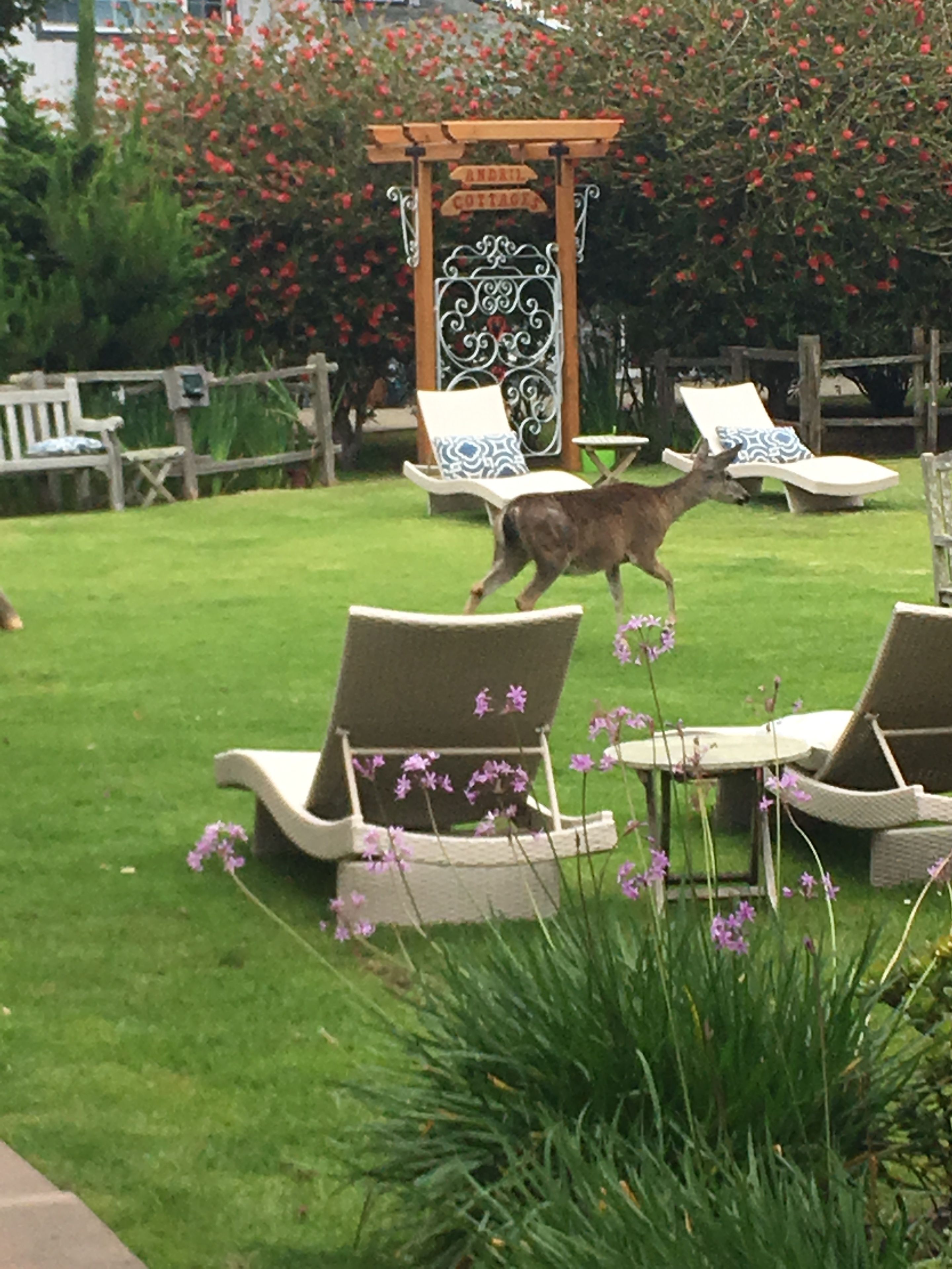 A garden with a pergola labeled "Andril Cottage," a grassy lawn, and several lounge chairs.