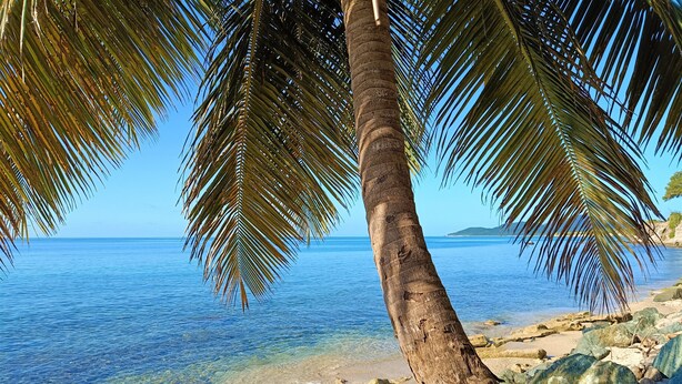 A beach scene with a palm tree, clear blue water, and a distant island. - Waterside Inn (Vieques)