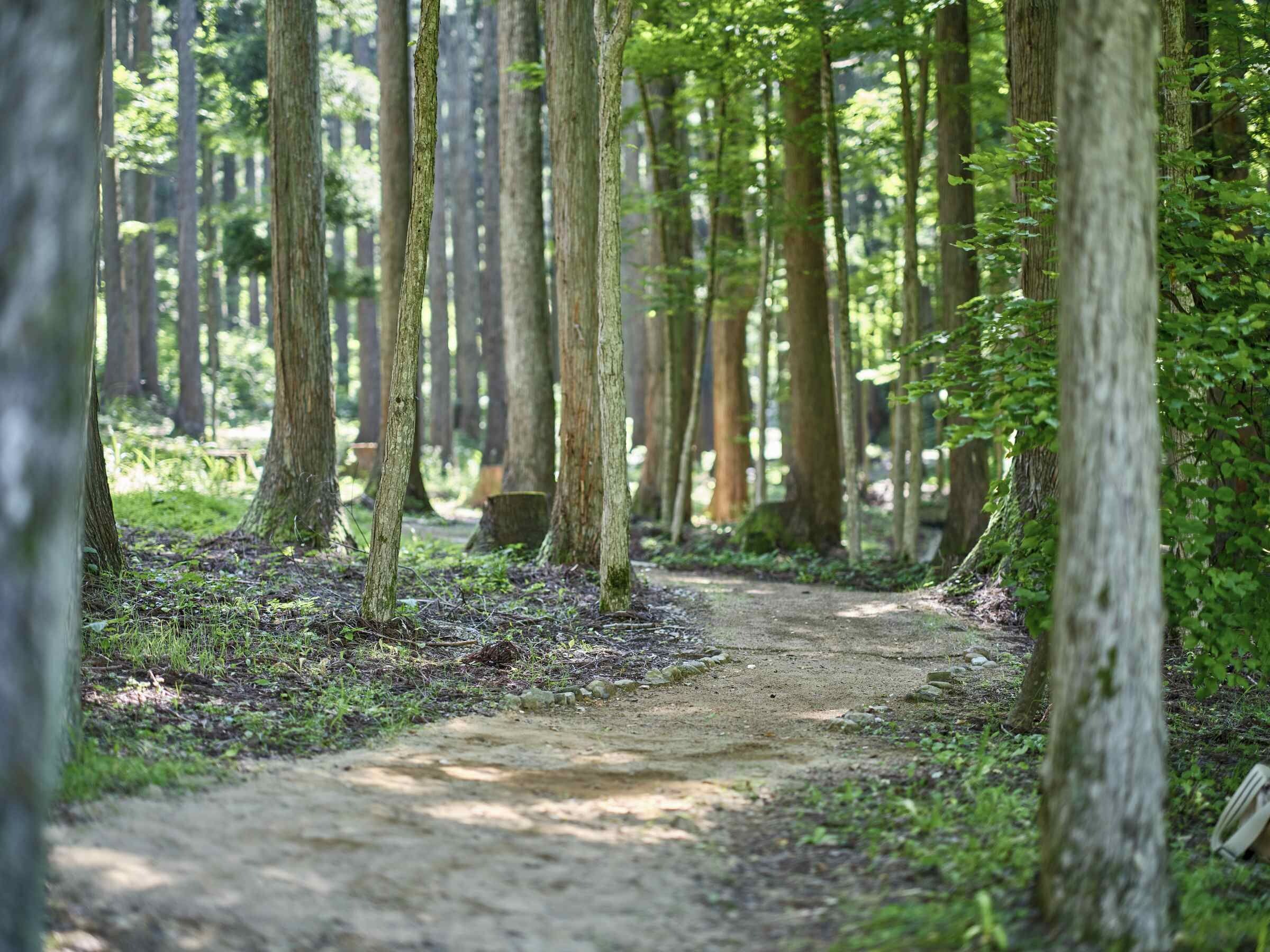 A forest path surrounded by tall trees.