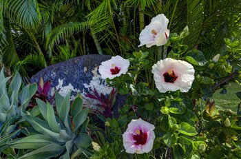 Egyptian cotton sheets, premium bedding, pillowtop beds at Hideaway Cove Poipu Beach