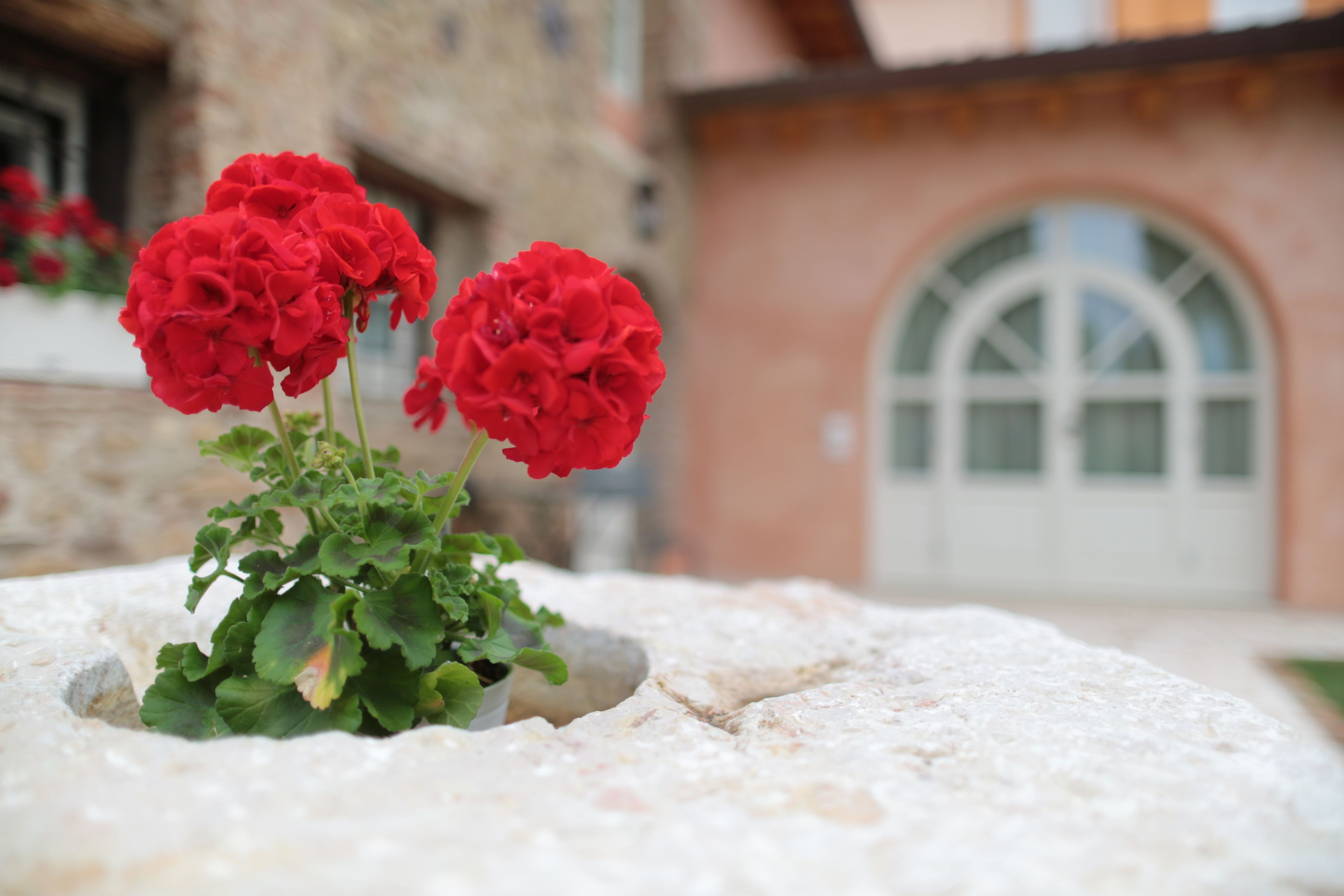 Een stenen plantenbak met rode geraniums voor een gebouw met een witte deur en een rondboogvenster.