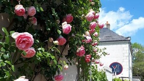 Ein Gebäude mit weißer Fassade, einem Schild für eine Bar und einer Reihe von rosafarbenen Rosen, die an der Wand emporwachsen.