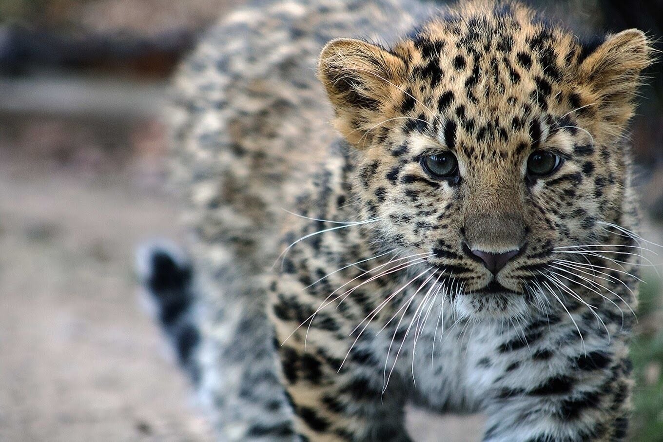 A close-up of a snow leopard cub with distinctive spotted fur and a curious expression.