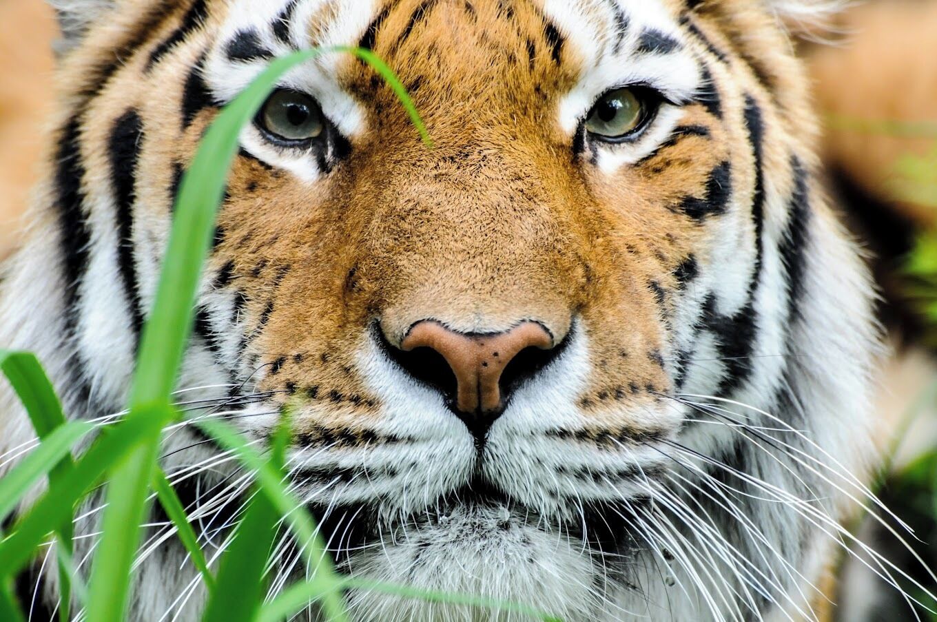 Photo - Hotel Motel Bonsoir