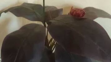 Uma planta em vaso com folhas grandes e escuras e um botão de flor vermelho.