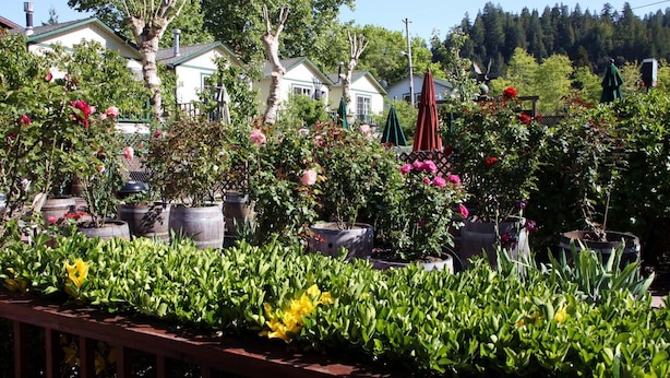 Un jardin agrémenté de diverses plantes et fleurs en pot, entouré de maisons.